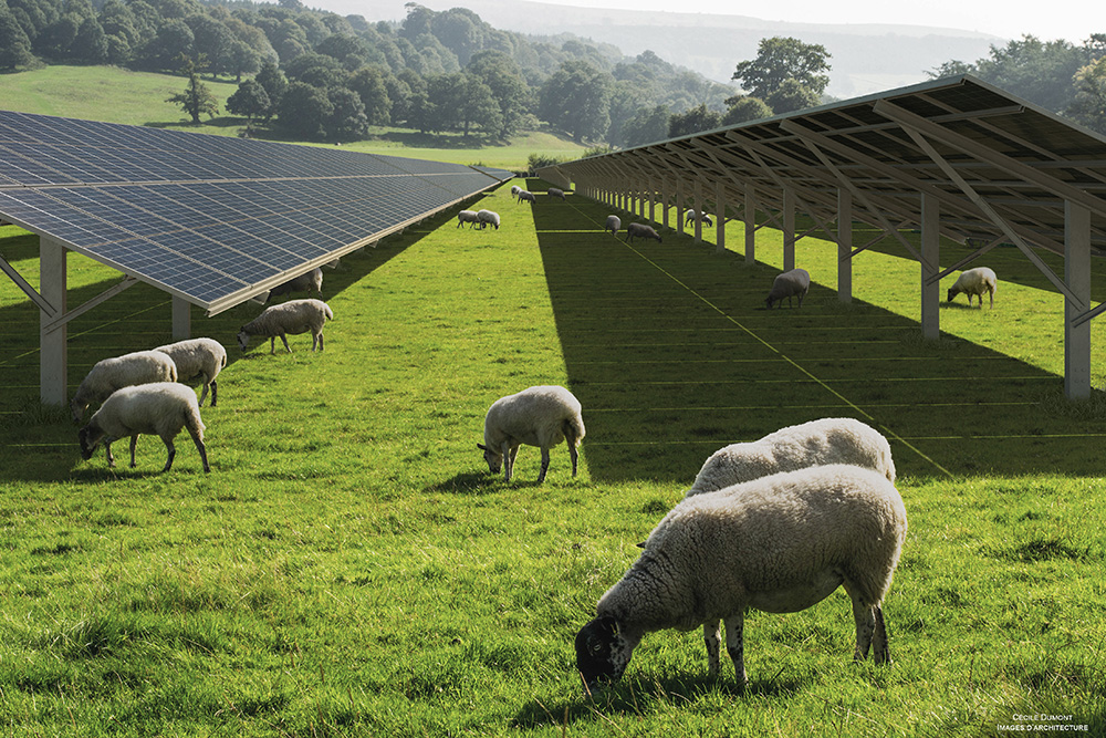 Photomontage élevage ovin et agrivoltaisme